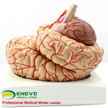 BRAIN07 (12404) Cerveau anatomique humain avec artères grandeur nature - 9 pièces, modèles anatomiques&gt; Medical Brain Models